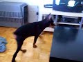 Princ Rio Von Ryan's Luxus - Guard Dog Instinct