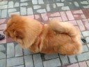 狗．．