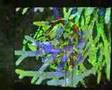 Live VJing