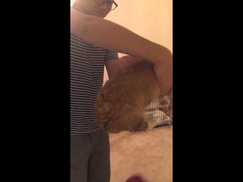 Play YouTube video