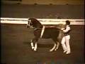 Arabian Magnificent Dancing Stallion