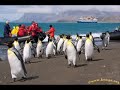 Click here to watch this video WATCH: Baby Penguin Reacts To First Sight Of Human