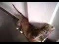 Mel andretesc Pit Dog depois do banho