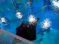Exploring the Kuroshio sea tour, Okinawa Churaumi Aquarium