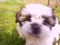 doudou le shit-tzu