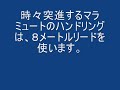 犬のしつけ：ハンドリングのお手本２
