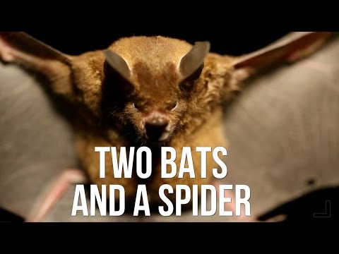 Two bats and a spider