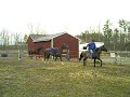 Spex and Holt being ponyed under tack second time