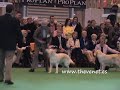 Crufts 2008 Golden Post Graduate Bitch