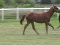 AQHA/APHA KYBIF Filly