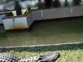 videos de Aligator streicheln