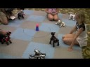Aibo Golf