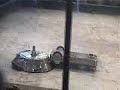 combat robot fight - Buster vs supermegabyte