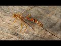 Parasitoides em ação, aranhas sob comando