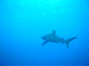 longimanus mer Rouge
