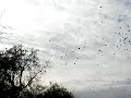 Lots of Birds Lots of Birds