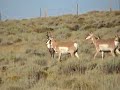 Wyoming antelope muzzleloading hunt Wyoming antelope muzzleloading hunt