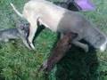 Shabba's fourth litter @ 6 weeks old