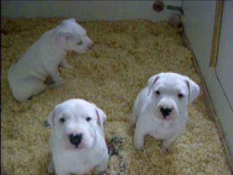 dogue argentin