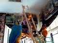 squawkers-mccaw-the-parrot-demo-from-amazingtechproductscom.html