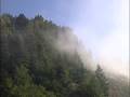 Van Eck Forest Project - Cool Coastal Fog