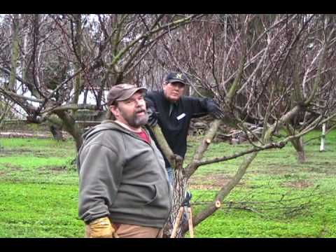 Apricot - Bill prunes apricots at California Nursery Park with LEAF. http://www.greengardenservice.net.