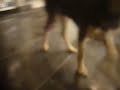 TAYSON DE LA HUACA DEL PINAR, EL PERRO SONRIENTE