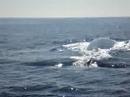 blue whale