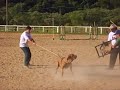 Fila brasileiro cafib princesa do alto quatis