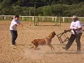 Fila brasileiro cafib princesa do alto quatis