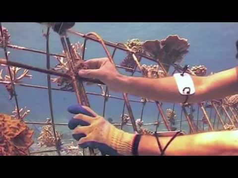 See video