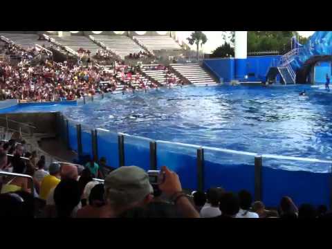 killer whale