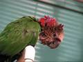 videos de Loki the hawkhead gives herself scritches