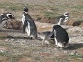 Mating Penguins