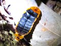 Glowing Trilobite Beetle