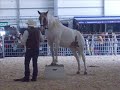 Equid\ Equid\
