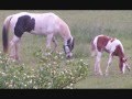 videos de Tennessee Walking Horses For Sale C 'Em Walkin Ranch, Ohio