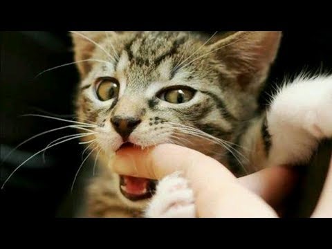 This Is Why Cats Bite You Sometimes When You Pet Them