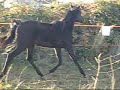TD Prince Of Fury - Yearling Arabian Colt