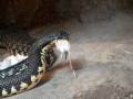 snake feeding time