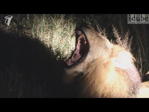LION YAWN