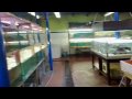 Video mostra o interior da loja de aquários. Aquarius Hobby -  Av. Dr. Armando Sales de Oliveira 730, Taquaral Campinasloja eletrônica: www.aquariushobby.com.brblog: www.aquariushobby.blog.br 