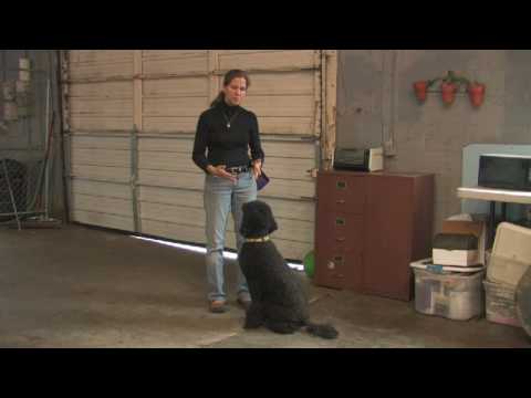 how to train a dog not to snap