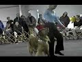freestyle dog dancing