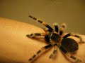 brachypelma smithi brachypelma smithi