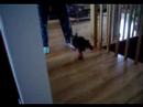 Le Chien Botte Le Chien Botte