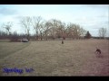 Pit Bull VS. Lab Mix Pit Bull VS. Lab Mix