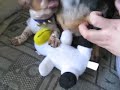 Two Dachshunds Fight Two Dachshunds Fight