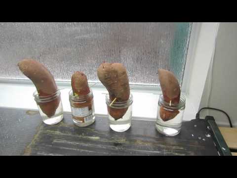 how to grow sweet potato slips