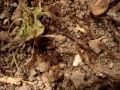 Random Scenes of Daily Ant Hunting and Feeding Adventures ( Myrmica rubra )